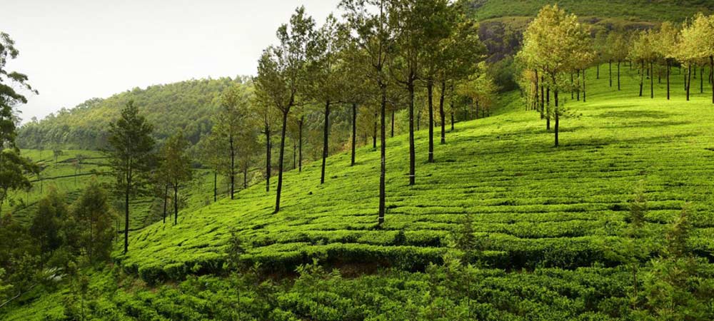 Amazing-Munnar-Thekkady-Alleppey-Tour