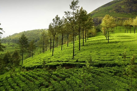 Amazing-Munnar-Thekkady-Alleppey-Tour