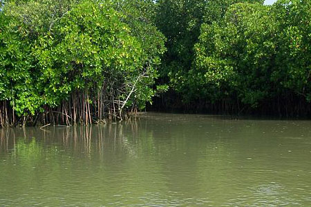 Mangrove-bhitarakanika