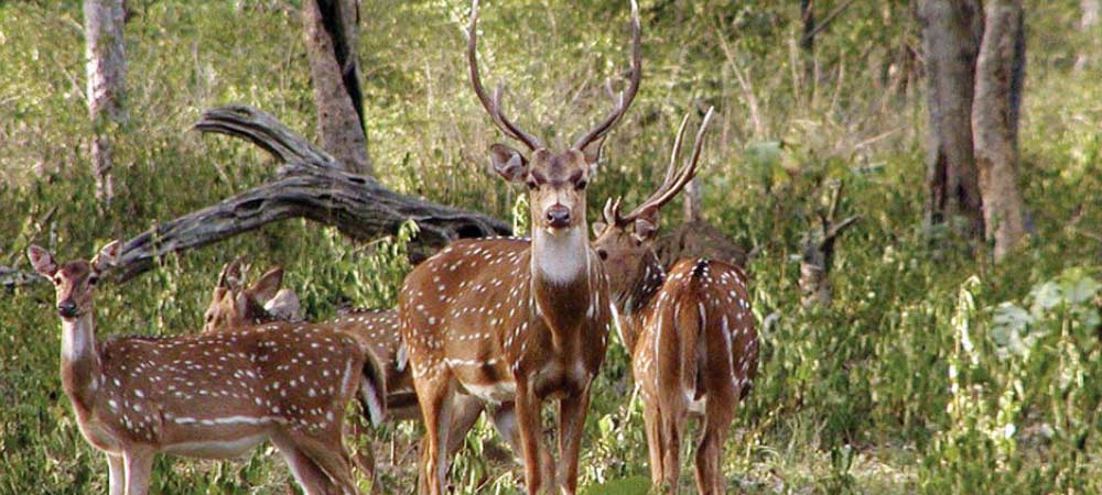 Trip-to-Bandipur-National-Park