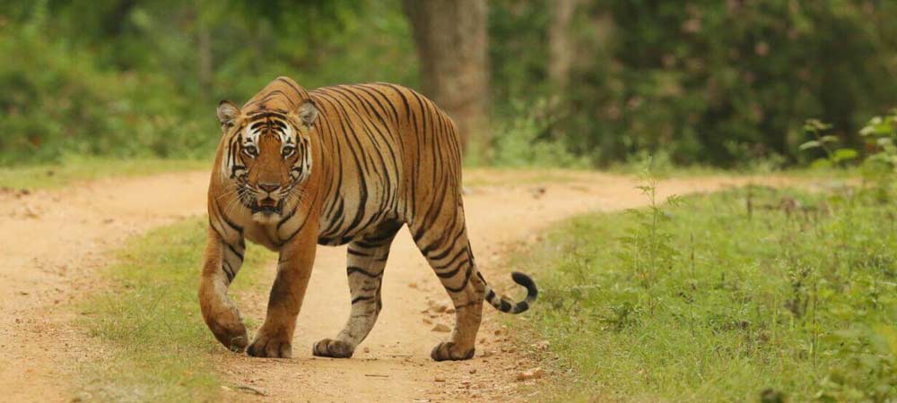 Trip-to-Bandipur-National-Park