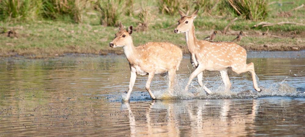 Wild-Rajasthan