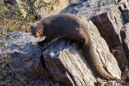 Wild-Rajasthan