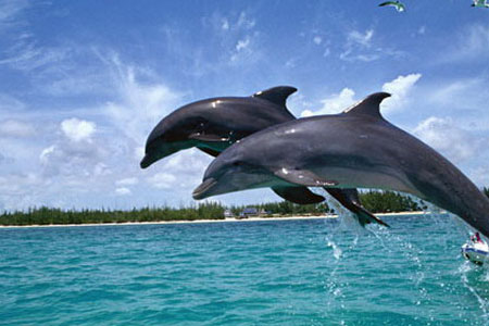 satapada-dolphin-sanctuary