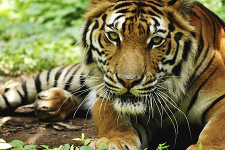 similipal-tiger-reserve