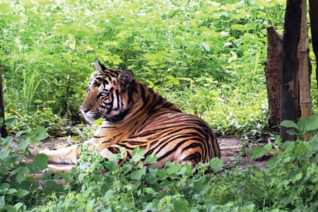 Odisha Wildlife and Temple Tour