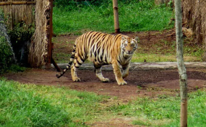 wildlife Tour in Odisha